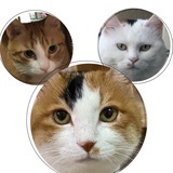 厨