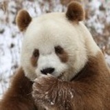 宝中宝🐼